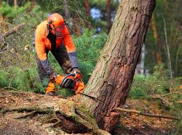 Trusted Hazen, ND Tree Removal and Landscaping Services Experts